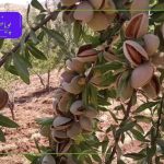 باردهی بادام دیرگل