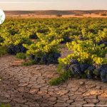 بهترین نهال انگور دیمی برای مناطق کم‌ آب؛ چرا سیاه سردشت همه‌ جا جواب می‌ دهد؟