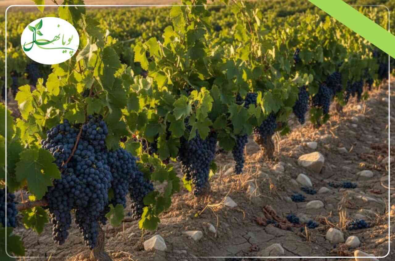 بهترین نهال انگور دیمی برای مناطق کم آب؛ چرا سیاه سردشت همه جا جواب می دهد؟ نهال انگور دیم سیاه سردشت
