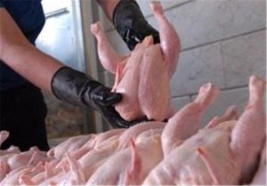 صادرات گوشت مرغ مجاز مشروط شد
