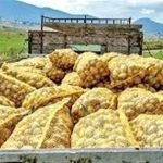 صادرات سیب‌زمینی تا پایان سال ممنوع شد